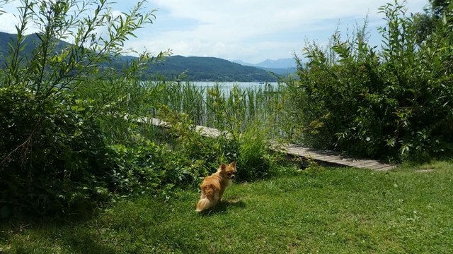 Baden mit Hund Filou am Wörthersee