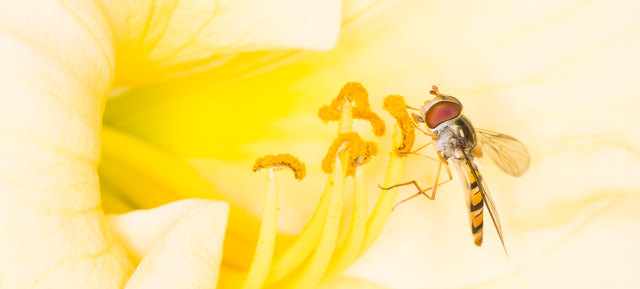 Schwebefliege im Donaupark