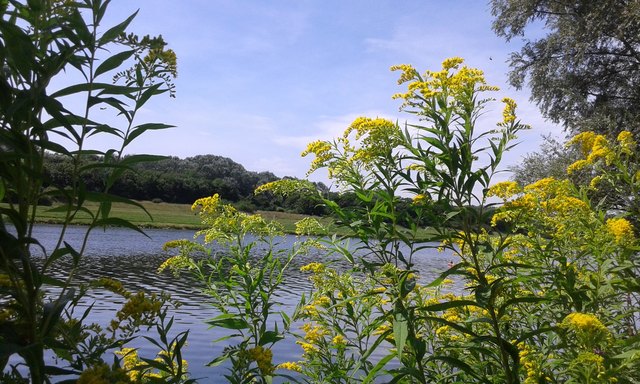 Mein Lieblingsstrand in der Lobau