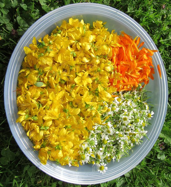 Bunte Kräuter bringen Farbe ins Leben | Foto: Privat