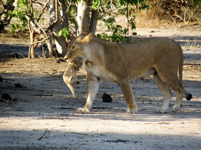urlaubstraum-nanibia gleich nach der grburt