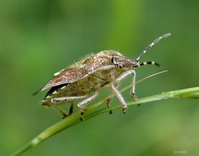Vollbild bitte ... Sicheren Schrittes balanciert diese Wanze über einen Halm