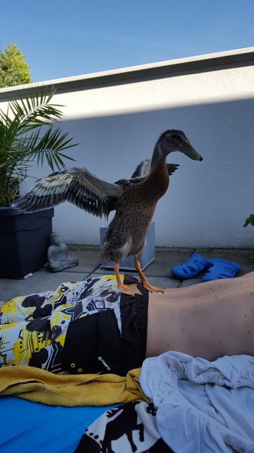 Laufente Dolores startet in den Sommer