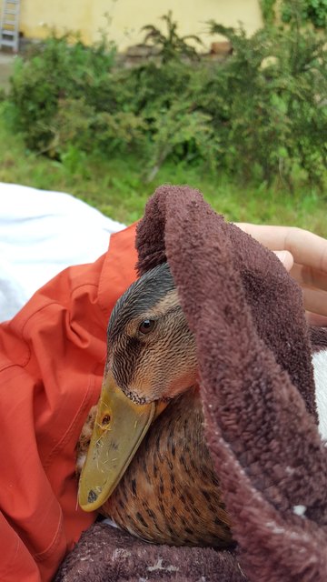 Auch bei Regen im Sommer immer gut drauf. Laufente Dolores