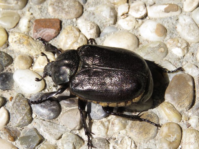 Grosse Kafer Im Garten
