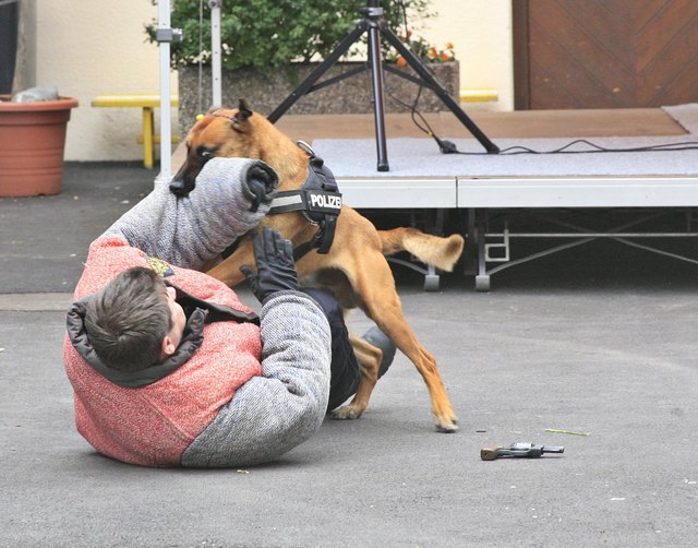 Sprengstoffspürhund Yuma beherrscht selbstverständlich auch das blitzartige "Entwaffnen" und Überwältigen eines Täters