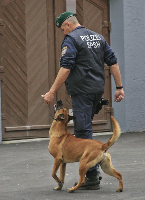 vollkommene Konzentration des Hundes auf den Diensthundeführer