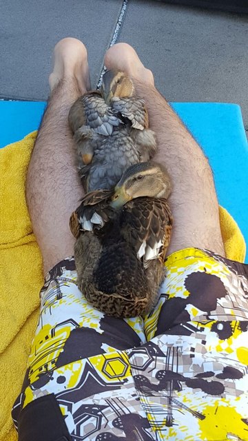 Laufenten Rodrigo & Dolores nach dem Baden