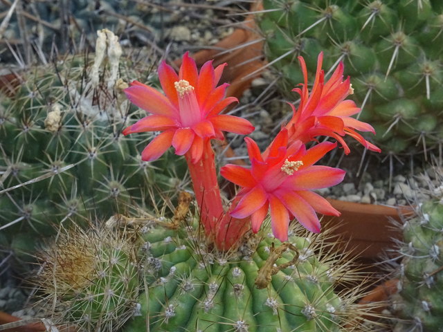 ..., dass aus all den Stacheln, Dornen und Schmerzen etwas Schönes entsteht