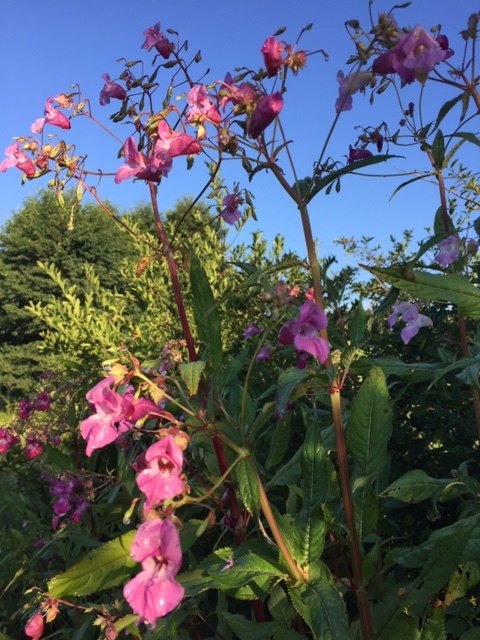 Ein schöner Anblick, aber genau genommen eine Plage: Wichtig ist, dass das drüsige Springkraut vor der Blüte entfernt wird, um es einzudämmen.