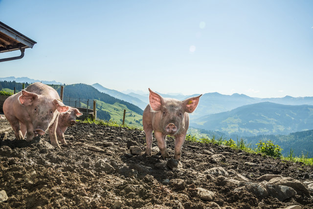 Auch die Schweinehaltung gehört zu den Tiroler Almen, das besondere Fleisch kann bei der Almschweinwoche getestet werden. | Foto: K. Tropper