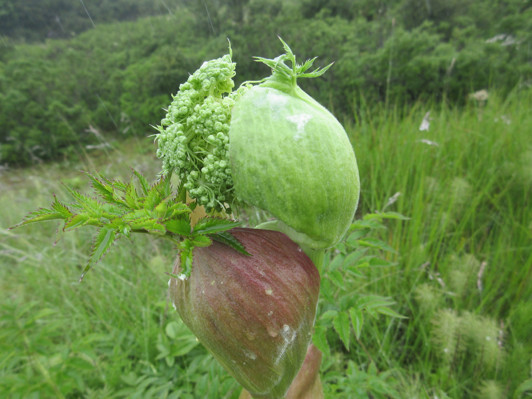 Engelwurz, ArzneiEngelwurz ( Angelica archangelica)..... Eisenstadt