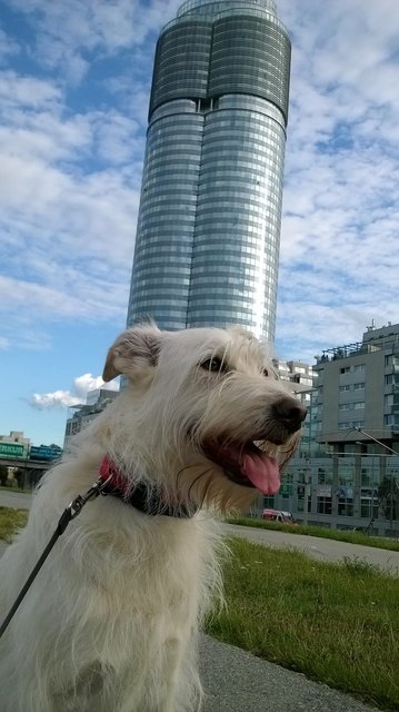 ... Donaupromenade mit Millennium Tower