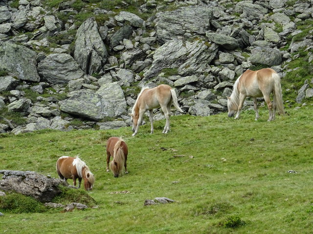 Mini- Shetlandponys und Haflinger genießen gemeinsam das frische Grün am Berg