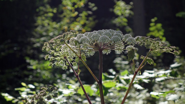 Engelwurz - Angelica sylvestris