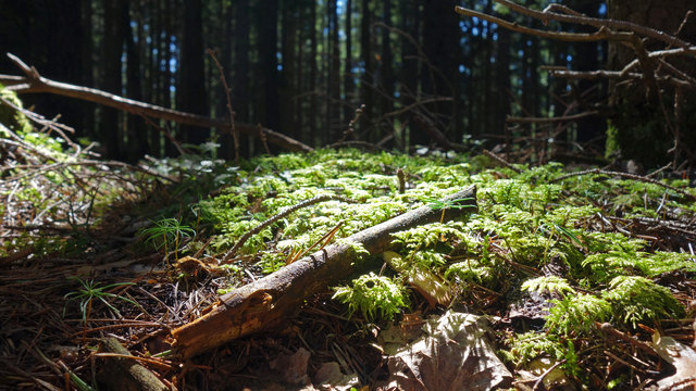 Wunderwelt im Kleinen und Verborgenen