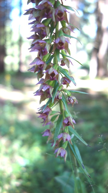 Stendelwurz/Epipactis