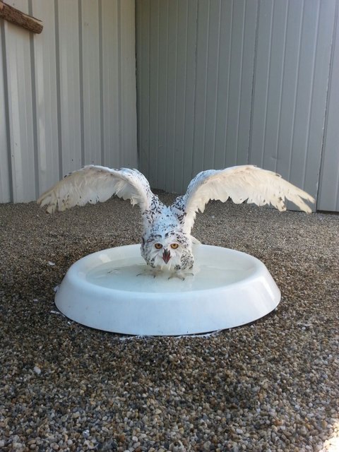 Schee-Eule hat genug von der Hitze und gönnt sich ein Bad.