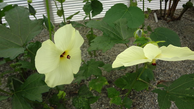 Juni - es wird bereits üppiger