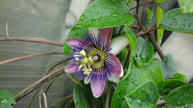 Juni - es schlingt sich und blüht