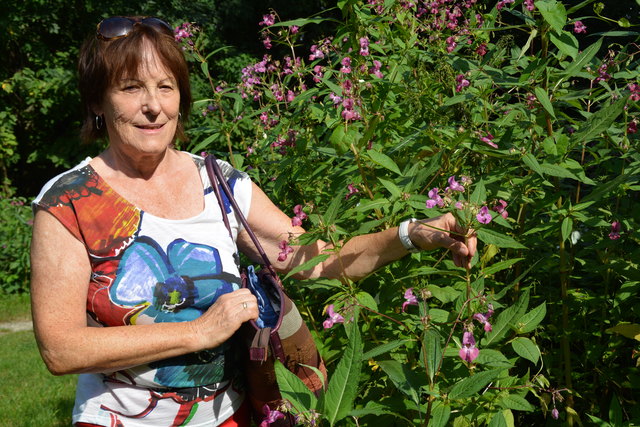 Irmgard Schnederle zeigt Drüsiges Springkraut, das für seinen Geruch und den Klang der platzenden Samenknospen bekannt ist.