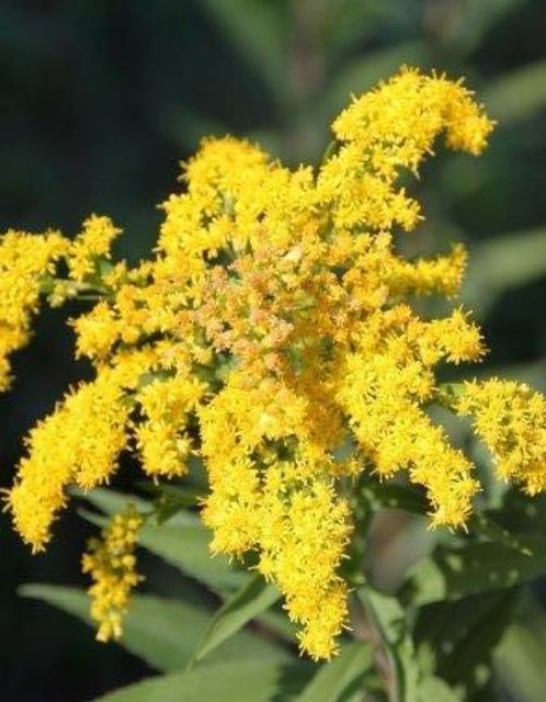 kanadische Goldrute