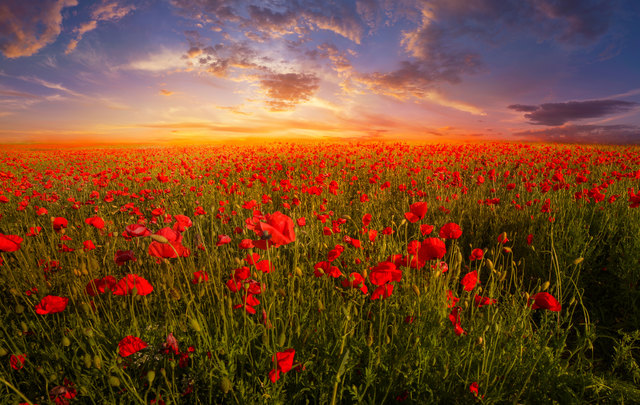 Foto: Danut-Adrian Borda