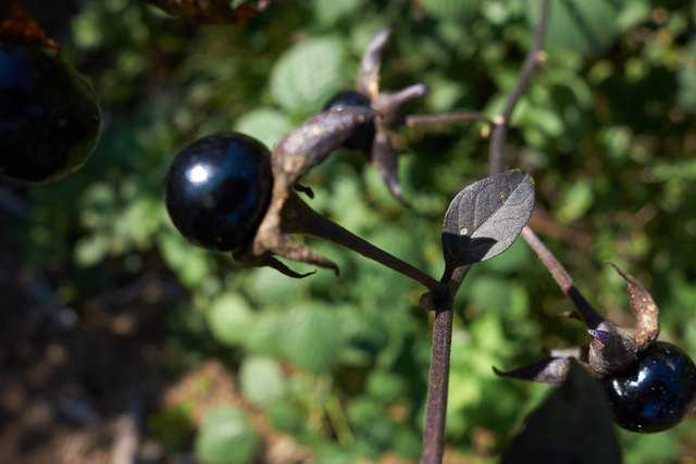 Tollkirsche - schön und schön gefährlich!