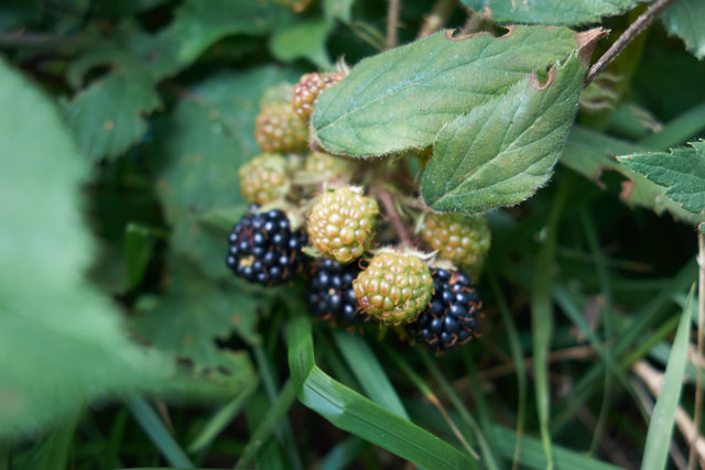 die ersten Brombeeren reifen