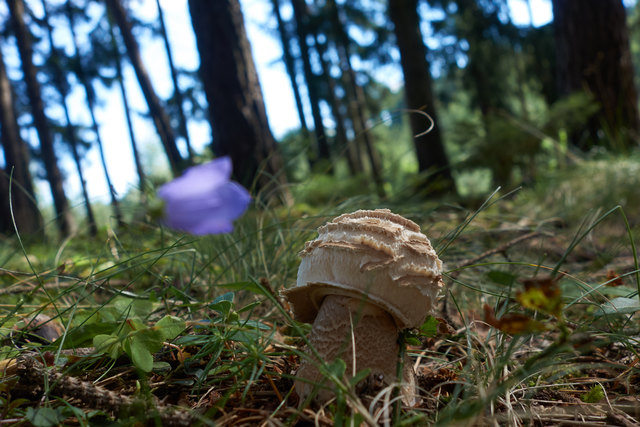 Ein Männlein steht im Walde ....