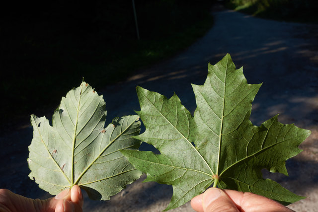 Ahorn ist nicht gleich Ahorn