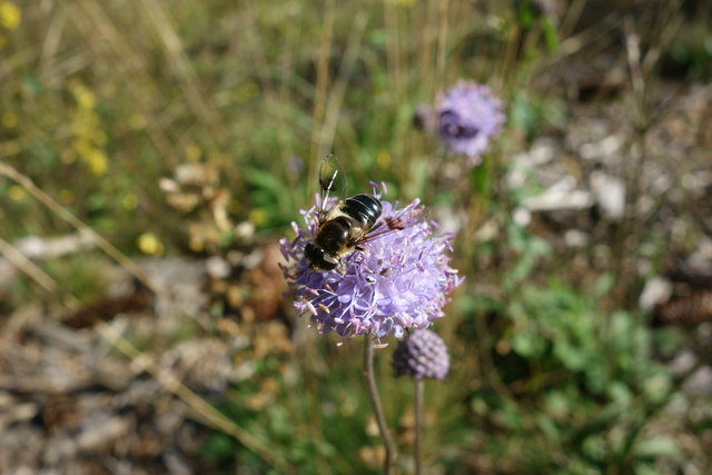 So hübsch und dann heißt die Blume Teufelsabbiss