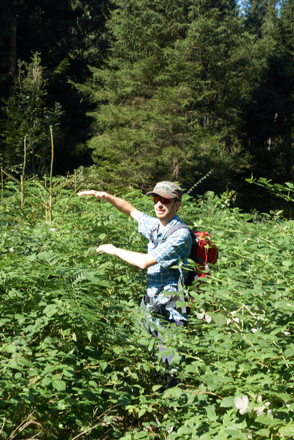 So hoch wird der Adlerfarn! MSc Thomas Sansone