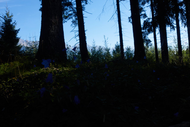 So dunkel wird es im Wald - Was wächst da noch?