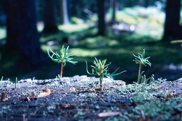 auch im Dunkel wachsen Bäume heran: Tannenstern oder Kieferstern?