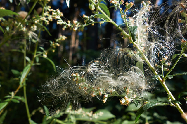 Es treibt sich so manches im Wind