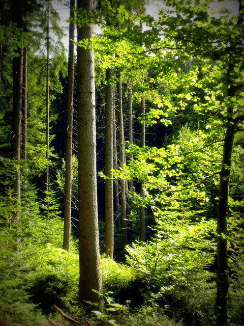 ... es lockt mich auch der Wald - sagt meine Frau. Sie hat natürlich recht, ein Spaziergang durch einen schönen Wald ist nicht nur gesund, sonder auch immer ein neues Erlebnis.