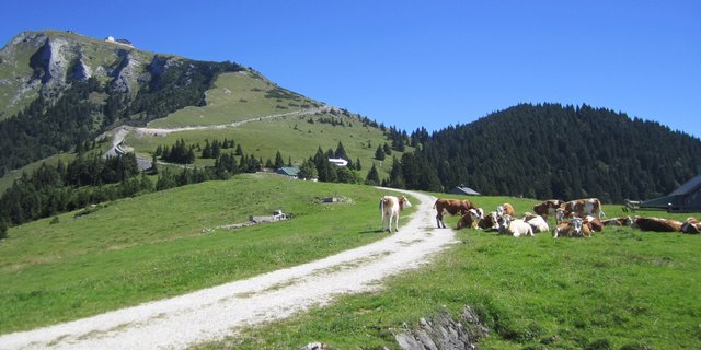 Blick von der Schafbergalm auf den Schafberg