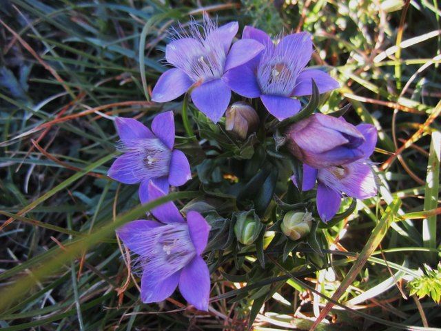 Deutscher Fransenenzian.