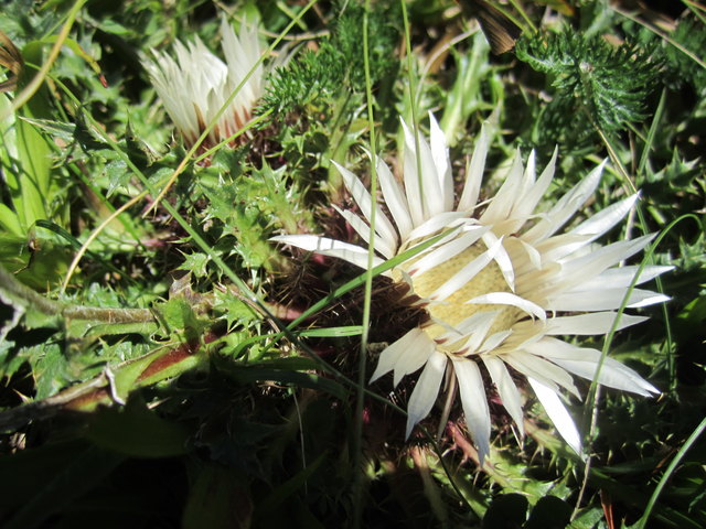 Die Silberdistel blüht