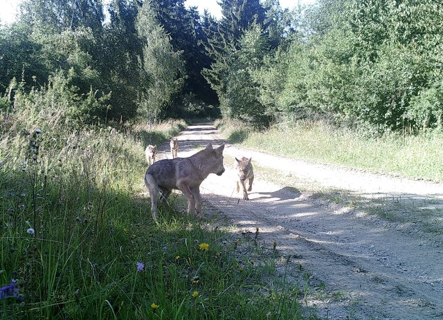 Historische Bilder konnten nun von einer der Fotofallen ausgewertet werden. | Foto: BMLVS