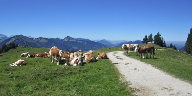 Eine Freude, die*glücklichen* Kühe zu sehen.