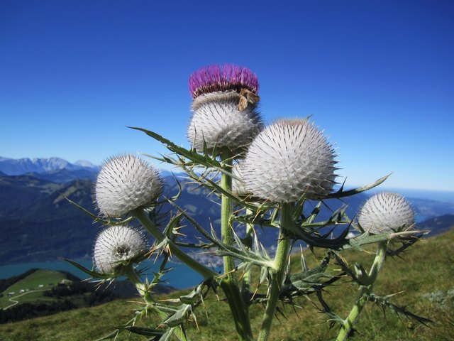 Wollkopf-Kratzdistel