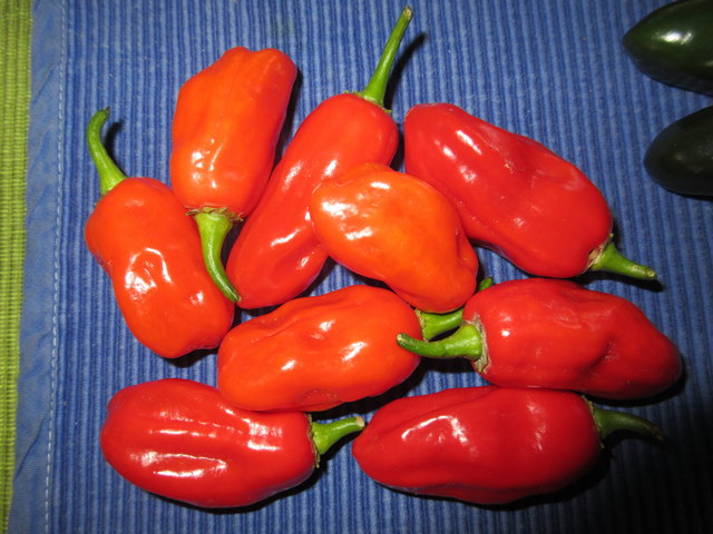 HABANEROS, Scoville (Schärfe): 500.000
