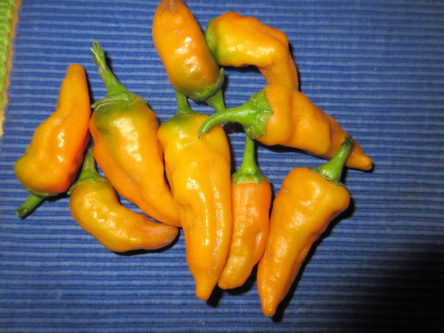CAYENNE, Scoville : 50.000