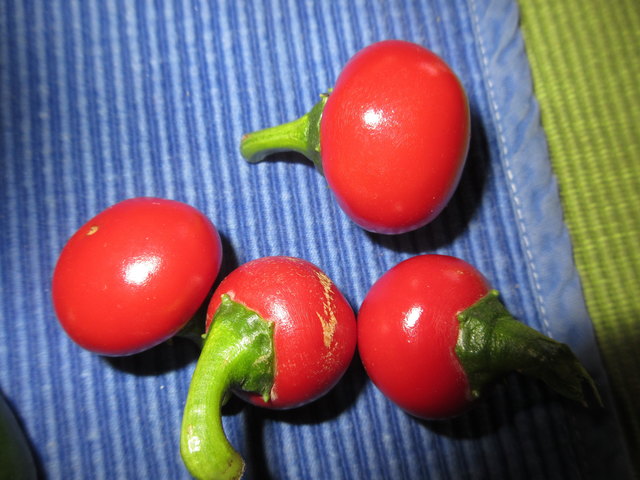 KIRSCHPFEFFERONI Scoville: 10. 000