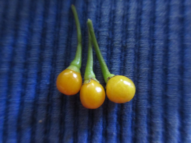 CHARAPITA, Kaviarchili