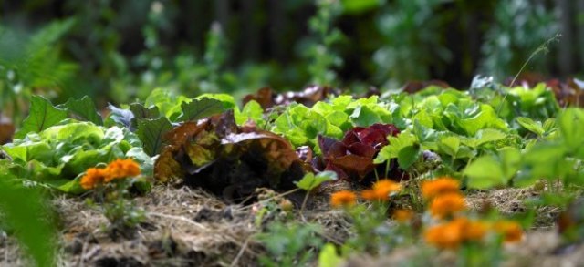 (c) Natur im Garten / Alexander Haiden