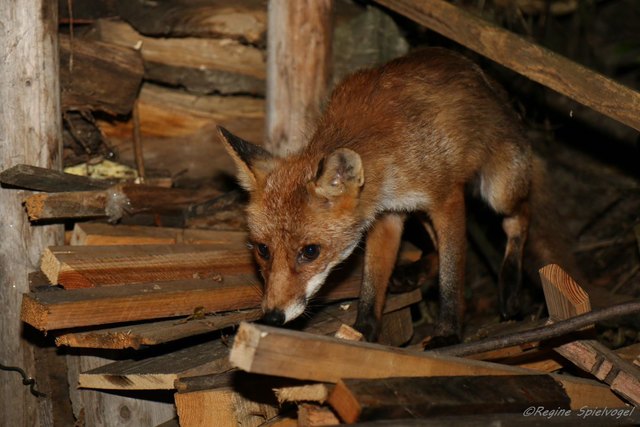 Nach dem es in der Pfalzauer Villa Kunterbunt nach dem Konzert ruhiger wurde, kam ein verletzter Fuchs vorbei und suchte nach Essens-Resten.
