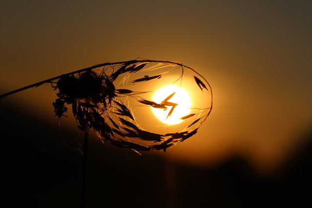 ....habe ich heute die Abendsonne, im Spinnfaden-Gewirr eines Grashalm.